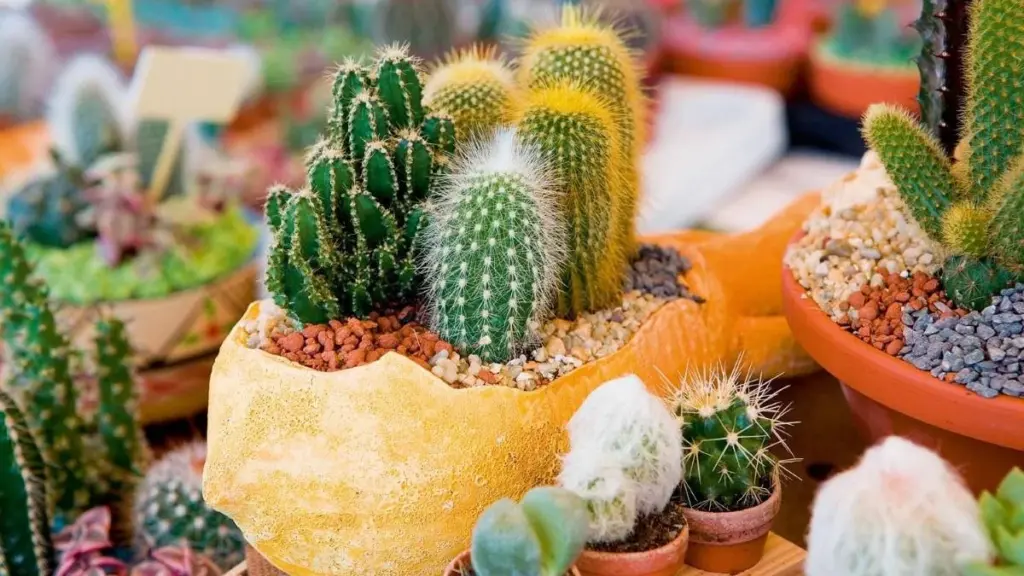 Waarom een cactus op je balkon veel meer doet dan je denkt