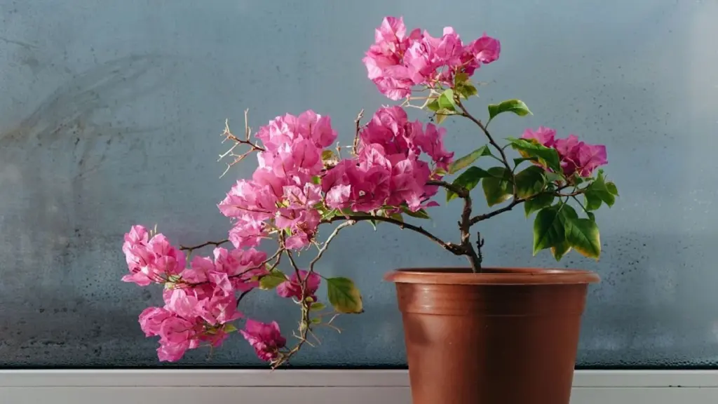 Deze Wonderplant Bloeit Rijker Naarmate Ze Meer Zon Krijgt